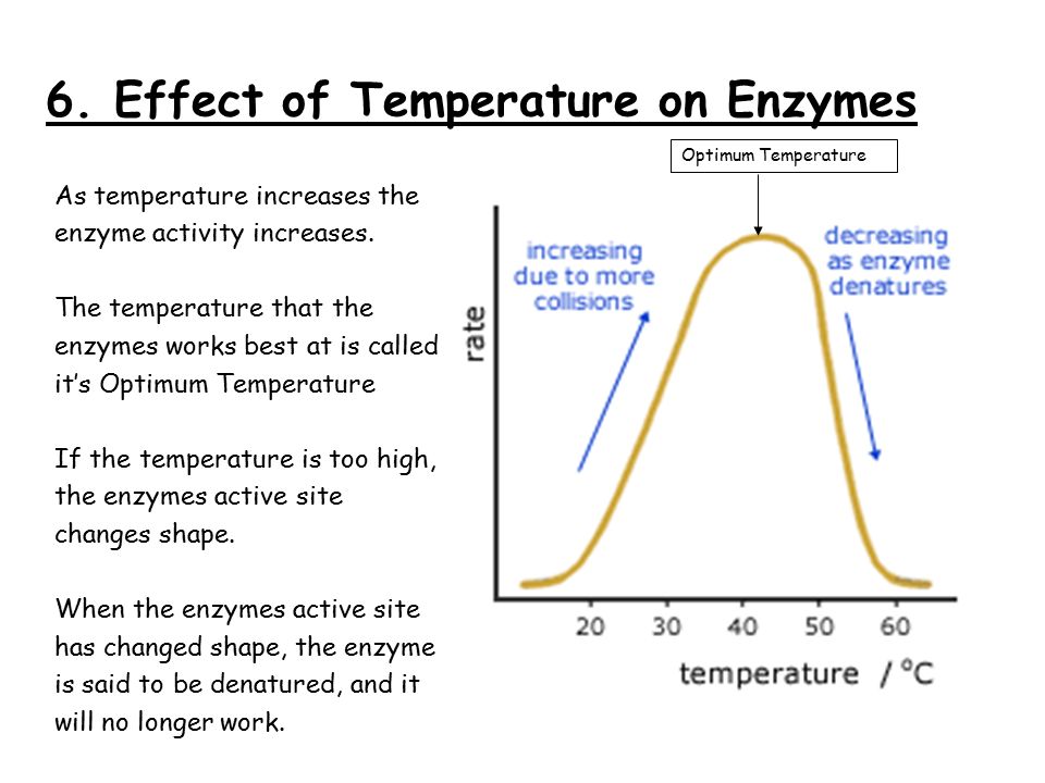Temperature effects in enzyme activity